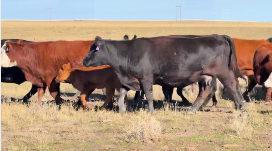 1250 lb fall pairs! Gentle ready to work!- CP1022A5